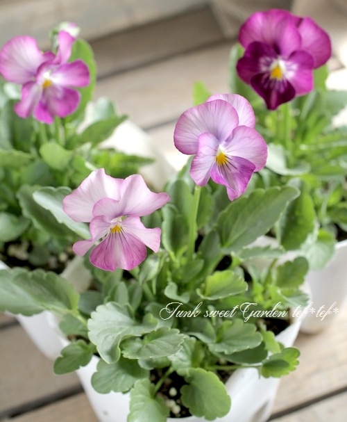ビオラ　Viola i>Viola×wittrockiana </i><BR><BR>SSセレクションビオラ<BR