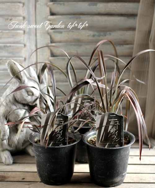 <i>Phormium tenax</i><BR><BR>���㡼�פʥ饤��<BR>�˥塼�������<BR>�إѥåɥ֥�å���