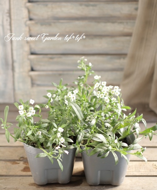 <i>Lobularia hybrid</i><BR><BR>���٥����ѡ�����å���<BR>�إ���С����ȥ꡼���