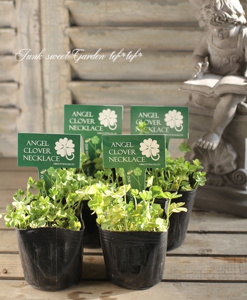 <i>Trifolium repens</i><BR><BR>�ߤ�ȱ�ݥ��ꥸ�ʥ롪<BR>��֡��������С�<BR>ŷ�ȤΥԥ����إͥå��쥹��