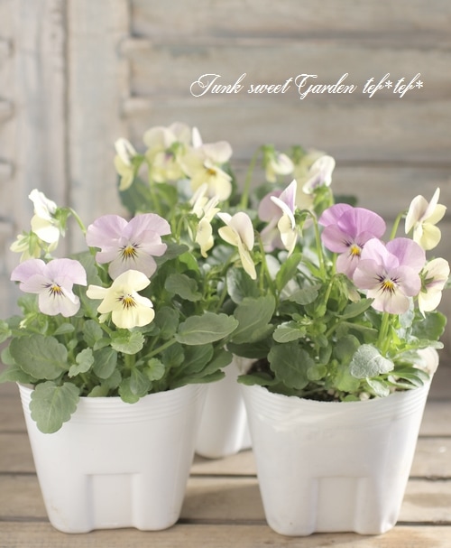 ビオラ　Viola Viola ビオラ premium Viora selection ブラウンにパープルが入った