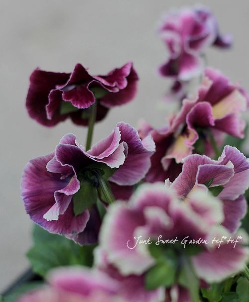 <i>Viola��wittrockiana</i><BR><BR�ե��ѥ󥸡�<BR>�եꥺ�륷����<BR>�إѥå����ե롼�ġ�