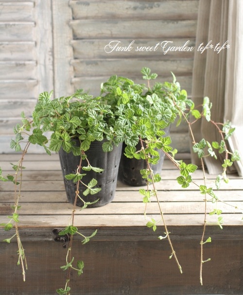 <i>rubus napaulensis'</i><BR><BR>դ<BR>֥إץݡ