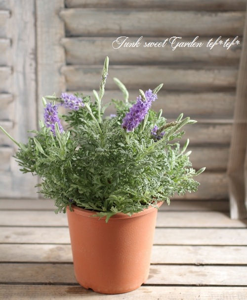 <i>Lavandula multifida</i><BR><BR>졼٥<BR>ޥ쥯إ֥롼