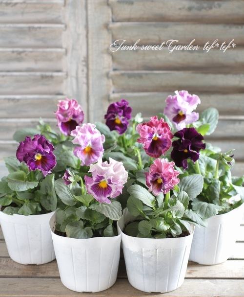 フリルパンジー フリフリ 『ラベンダー』 | すべての商品 | | Junk