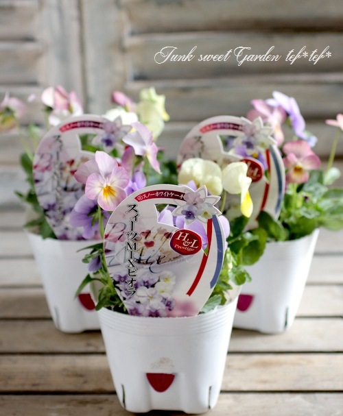 八ヶ岳ビオラ スイーツミックス 『スノーホワイトケーキ』 | すべての