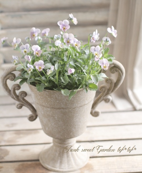 進化を続ける育種家ビオラ 『evolve -エボルベ-』極小輪花 | すべての