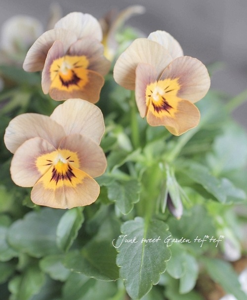 ビオラ Viola i>Viola×wittrockiana </i><BR><BR>アンティークカラーのビオラ