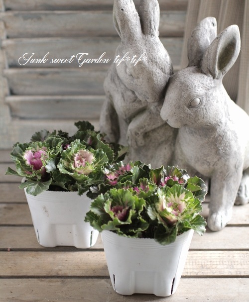 <i>Brassica</i><BR><BR>tef*tef*���̥֡�����Ω�ơ�<BR>�Ȥ���ա����饭���ղ�ð<BR>�ظ��ҡ��ե����ա�