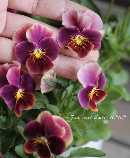 ももかビオラ あんみつももか すべての商品 Junk Sweet Garden Tef Tef