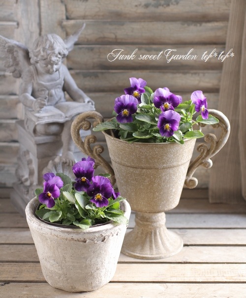 i>Viola×wittrockiana </i><BR><BR>ももかビオラ<BR>『ほたるももか