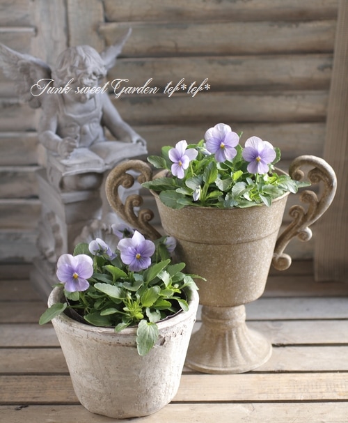 ◇ビオラ・ビビ 『クリアライトブルー』 | すべての商品 | | Junk