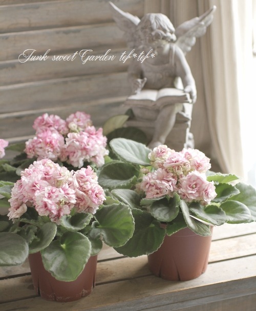 セントポーリア　☆LE-Rosa Vetrou(Rose of winds )☆ Ukrainian  1⁄21 LE-ROZA VETROV(ROSE OF WINDS)\u200b\u200b／セントポーリア／ウクライナ