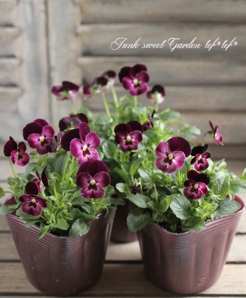<i>Viola��wittrockiana </i><BR><BR>��⤫�ӥ���<BR>�ؤ襤���⤫��