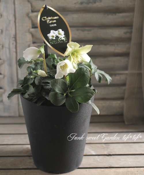 <i>Helleborus hybridus</i><BR><BR>���å��ʥ��ꥹ�ޥ�������<BR>�إ��票���