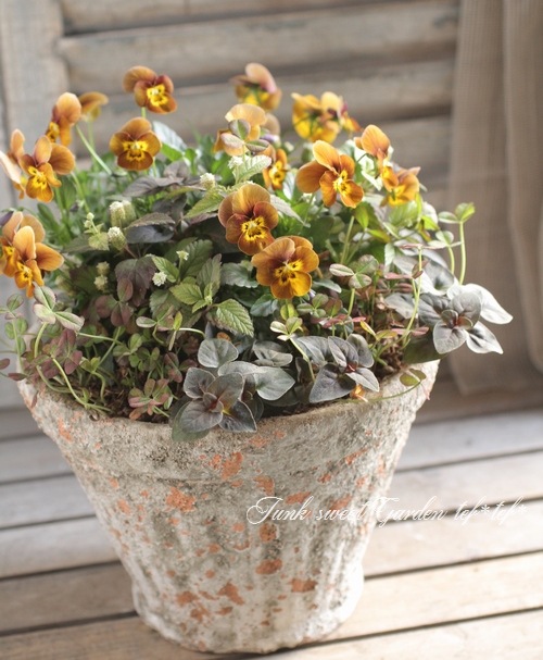寄せ植えセット　ゆゆ様　ご注文　プティフール　ビオラ ビオラ・プリムラ／早春の草花を使ったコンテナ寄せ植え【冬の