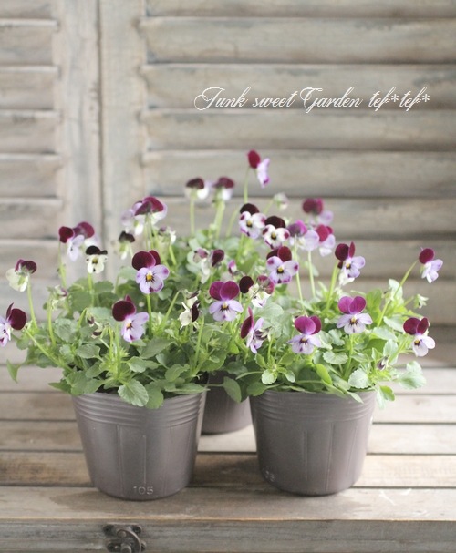 <i>Viola��wittrockiana </i><BR><BR>�ߤ�ȥӥ��顦�ѥ��ƥ륿����<BR>�ؾ�����ץ���