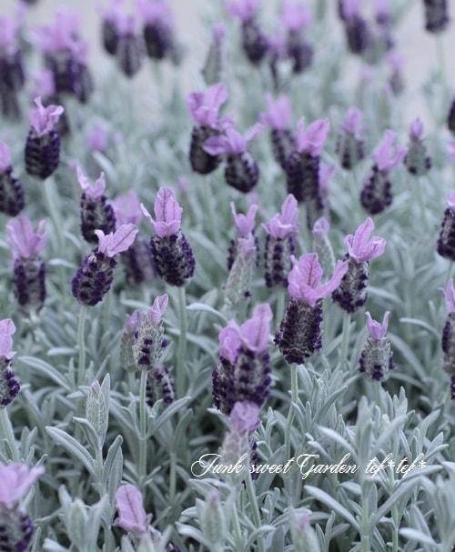i>Lavandula stoechas</i><BR><BR>プラチナラベンダー<BR>『シルバー