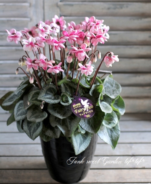 i>Cyclamen persicum Mill</i><BR><BR>八重咲きシクラメン<BR