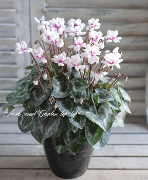 シクラメン i>Cyclamen persicum</i><BR><BR>八重咲きシクラメン<BR>万重咲き香り