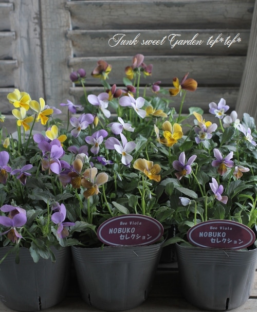 ���������Υ֥�������ӥ��顡��NOBUKO�����쥯�����١���ӥåȷ�