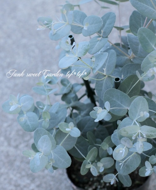i>Eucalyptus gunnii</i><BR><BR>小さな葉っぱのユーカリ<BR