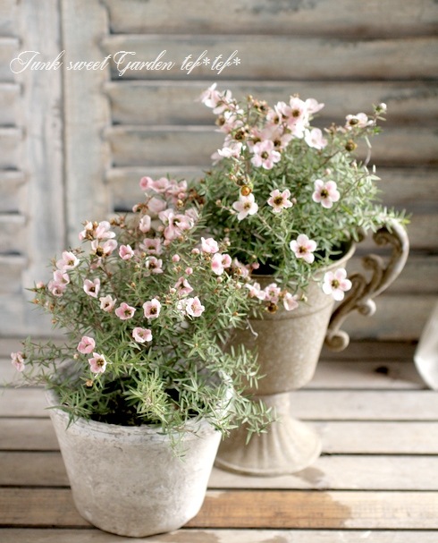 <i>Leptospermum scoparium</i><BR><BR>˶в<BR>֥奦Х
