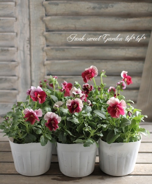 臘ꥸʥӥ顡إ쥤ܡPRB١ԥ󥯥ӡ