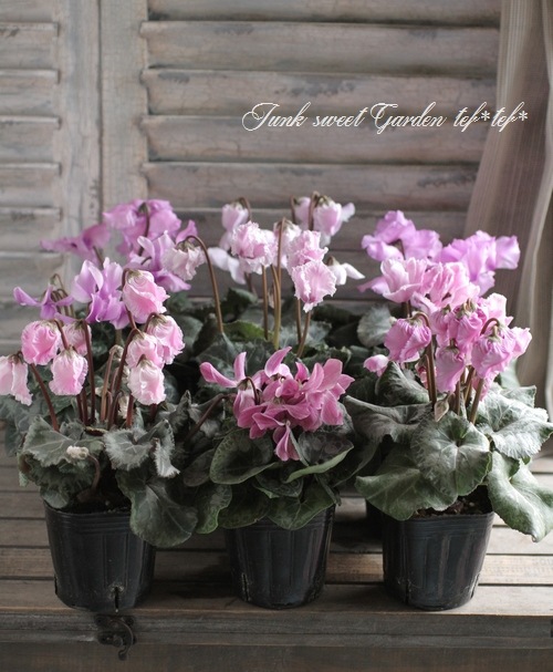 シクラメン i>Cyclamen Peesicum</i><BR><BR>ガーデンミニシクラメン<BR>スーパー