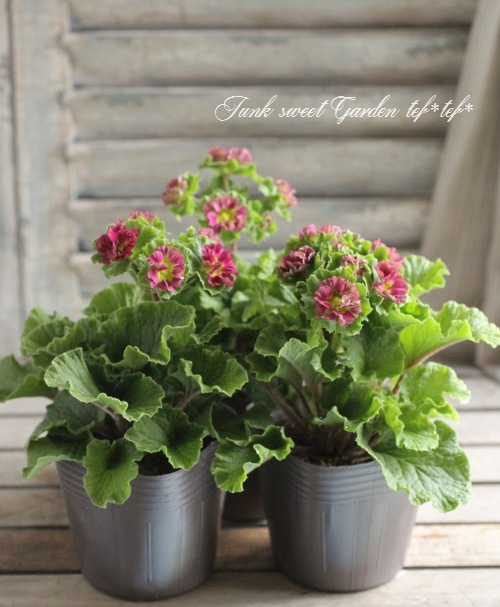 �ץ��顦���֥��˥���Ķ���������ʼ���إץꥫ��ȥ�٥ޥ��󥿿�