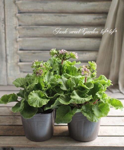 �ץ��顦���֥��˥���Ķ���������ʼ���إץꥫ��ȥ�٥��졼�ѡ��ץ뿧