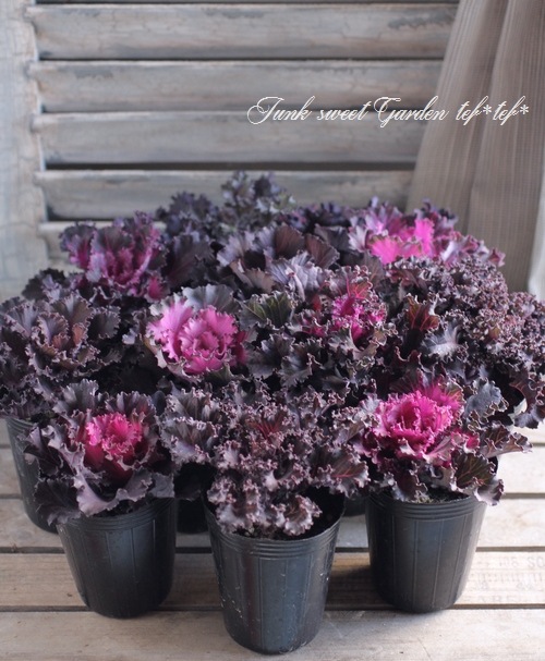 <i>Brassica oleracea var. </i><BR><BR>ե󥸤İ<BR>ղð