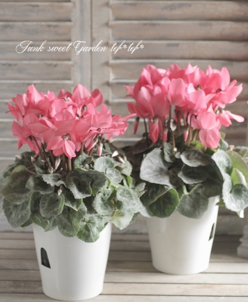 i>Cyclamen persicum</i><BR><BR>アンティークカラー<BR>シクラメン<BR