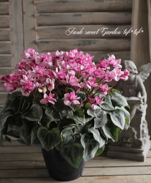 宮下登喜雄　シクラメン 宮下登喜雄 シクラメン 宮下登喜雄 シクラメン シクラメン ジックス