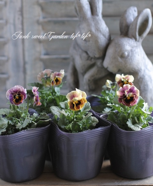 <i>Viola��wittrockiana </i><BR><BR>ʿ�͹��Ҥ���ӥ���<BR>�ؿ����ޥ��å���