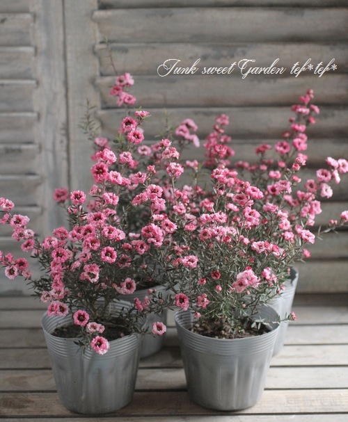 八重咲きギョリュウバイ 『ダブルピンク』 寒さに強い常緑花木