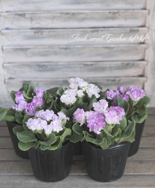 バラ咲きプリムラ ジュリアン マシェル ブルー すべての商品 Junk Sweet Garden Tef Tef