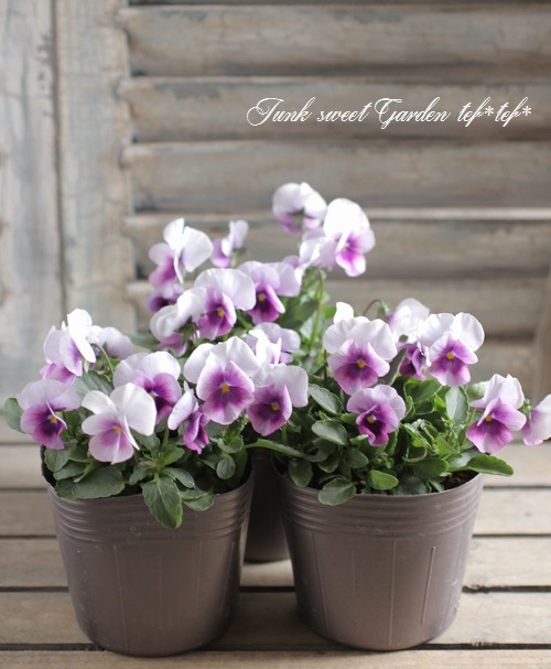 ビオラ 40cm i>Viola×wittrockiana </i><BR><BR>黒ビオラ<BR>『ミッドナイト
