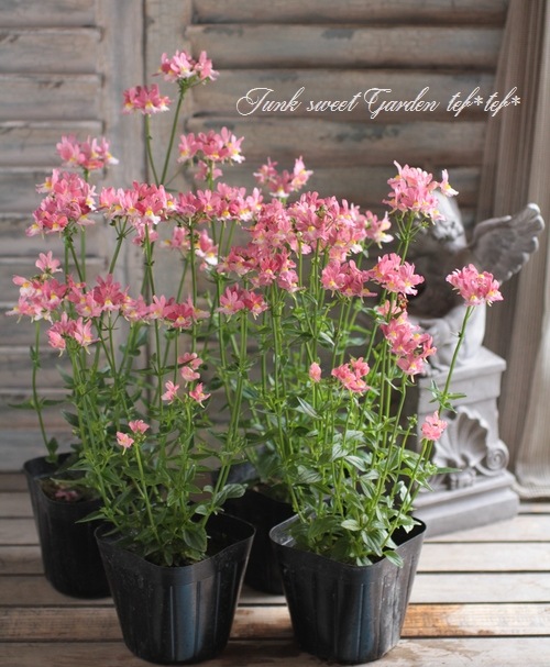 <i>Nemesia caerulea</i><BR><BR>������ݥ��ꥸ�ʥ�<BR>�ɺ��ͥ᥷�����ѥ��ƥ���<BR>�إ�������