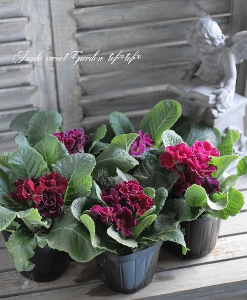 i>Primula</i><BR><BR>プリムラ・ジュリアン<BR>『あずき色の恋