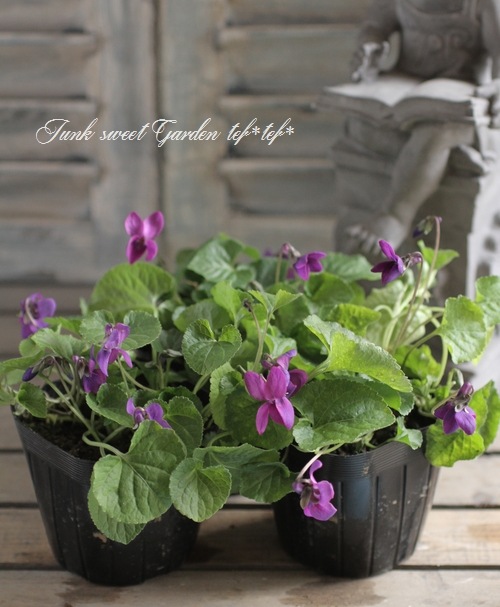 ビオラ viola 年末年始1月3日まで限定出品 楽天市場】花苗 ビオラ