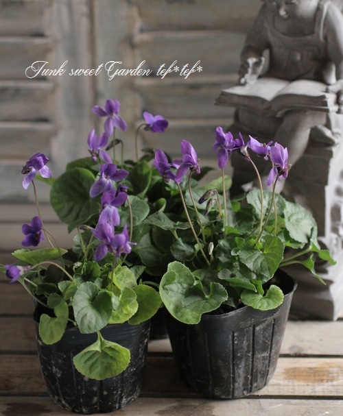 i>Viola odorata</i><BR><BR>ビオラ・オドラータ<BR>ニオイスミレ