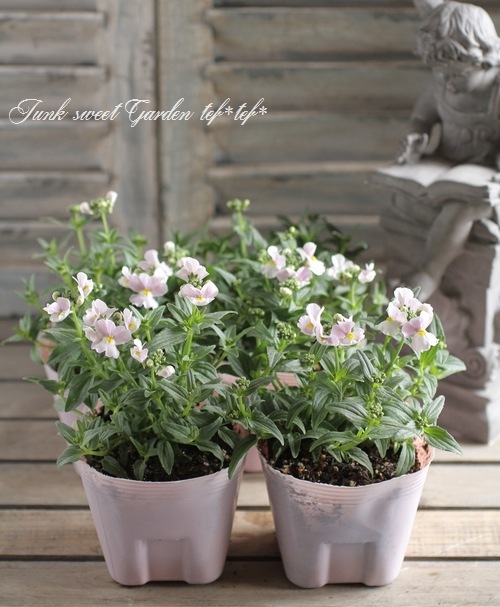 �ɺ��ͥ᥷�����᡼�ƥ뿷�ʼ� �إԥ󥭡����ߥ륭����