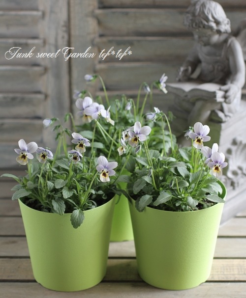 ビオラ i>Viola×wittrockiana </i><BR><BR>ゲブラさんのオリジナルビオラ<BR