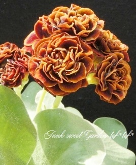 ���ʥץ��顦�����ꥭ��顡����������ɥ��֥�ϡ��إ����ꥢ�ࡦ�����