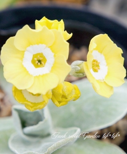i>Primula auricula</i><BR><BR>銘品プリムラ・オーリキュラ<BR>アザー