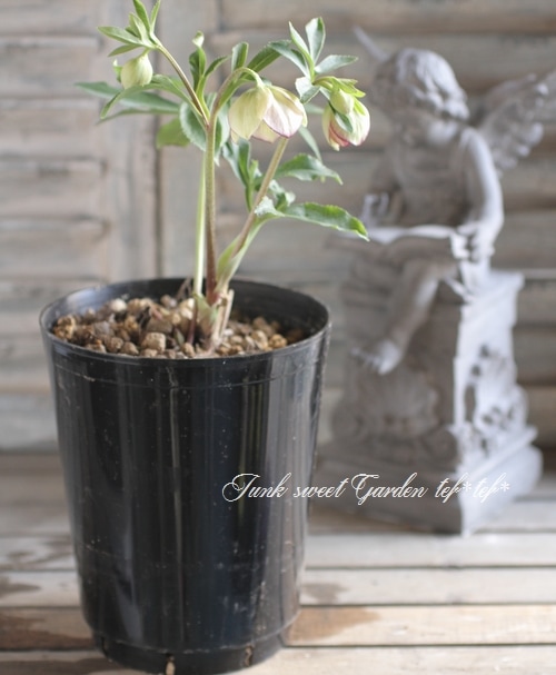 園芸ネット本店｜クリスマスローズ（原種）：リグリクス23-01／4号