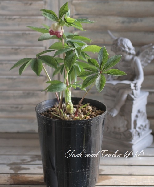 大和園・佐藤さん作出<BR>クリスマスローズ・開花株！5号鉢<BR