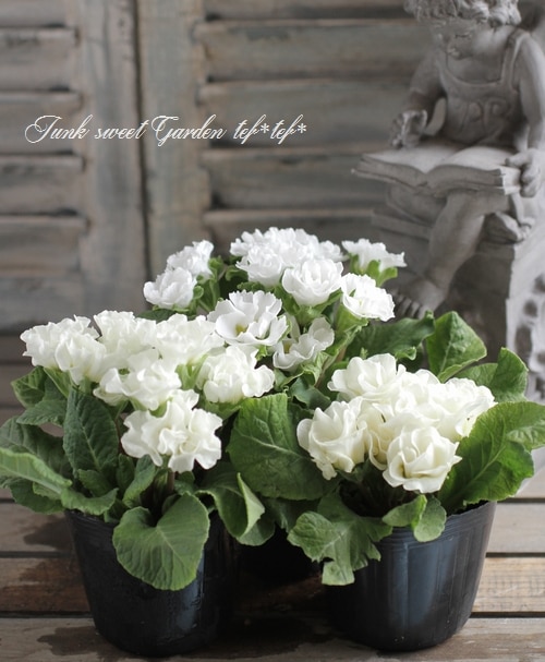 <i>Primula</i><BR><BR>ץ ꥢ<BR>餭ץ<BR>إѥ졼ɡ