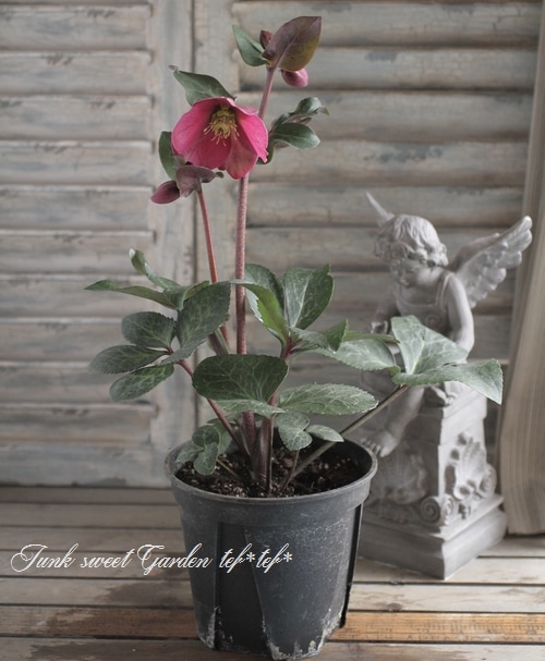 クリスマスローズ 『アンナズレッド』 | すべての商品 | | Junk sweet